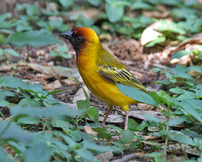 Northern Masked Weaver