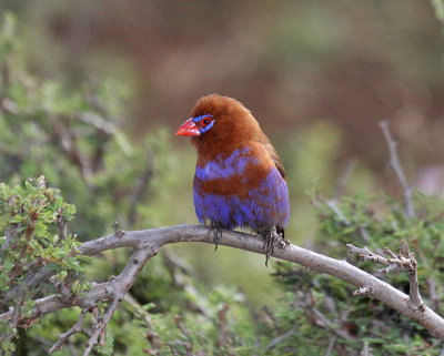 Purple Grenadier