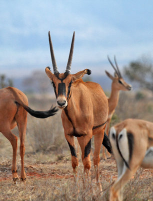 Beisa Oryx (Oryx beisa) 