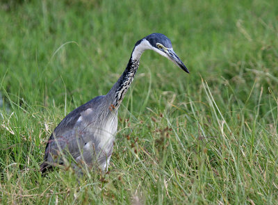 Black-headed Heron