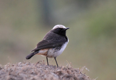 Schalow's Wheatear