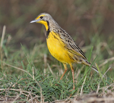 Yellow-throated Longclaw