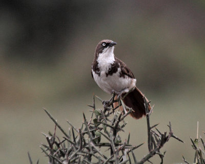 Northern Pied-Babbler