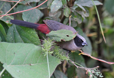 Black-faced Waxbill