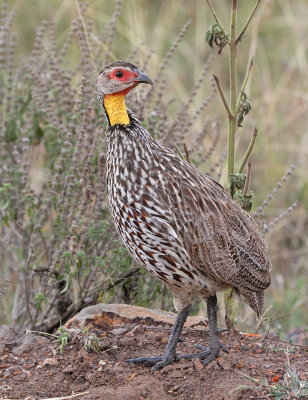 Yellow-necked Spurfowl