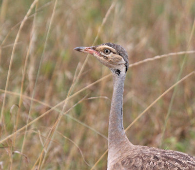 White-bellied Bustard