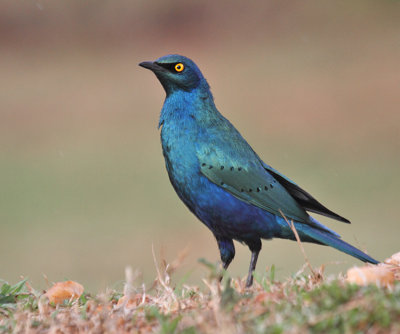 Greater Blue-eared Starling