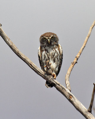 Pearl-spotted Owlet