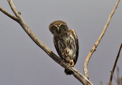 Pearl-spotted Owlet