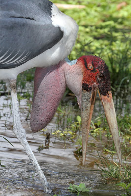 Marabou Stork