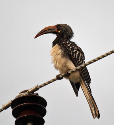 Hemprich's Hornbill