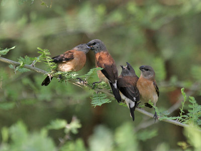 Grey-headed Silverbill