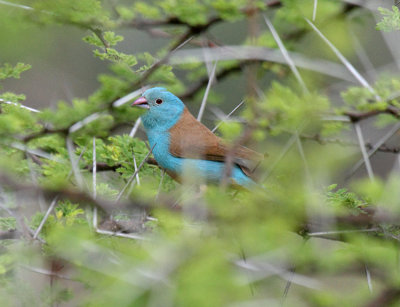 Blue-capped Cordonbleu