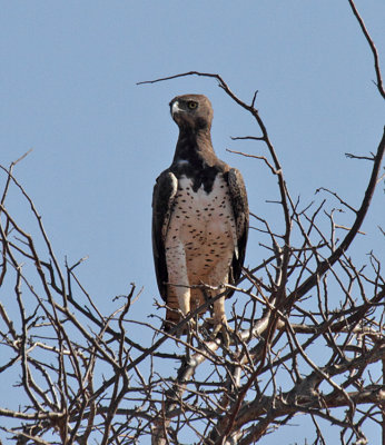 Martial Eagle