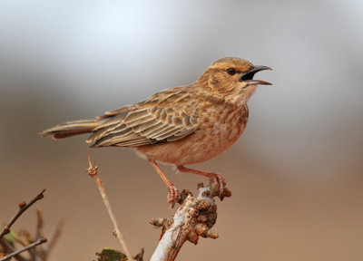 Pink-breasted-Lark-Tsavo-East-NP-Kenya-23-Aug-2012-IMG_7704.jpg