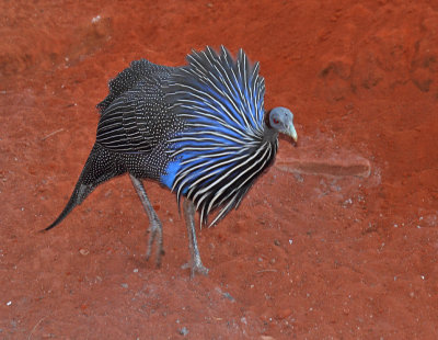 Vulturine Guineafowl