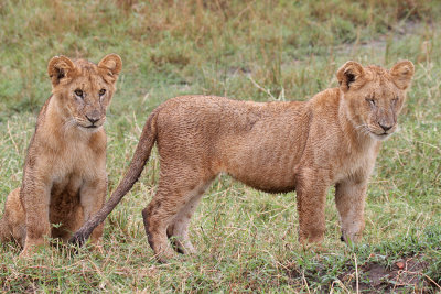 KENYA: Mammals