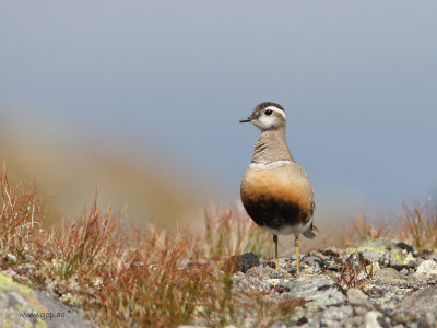 eurasian dotterel ( Charadrius morinellus ) - Norway