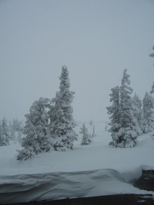 Trees at the Timberline
