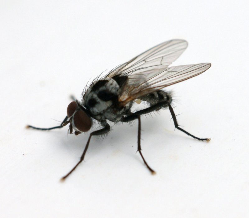 macro 2.JPG