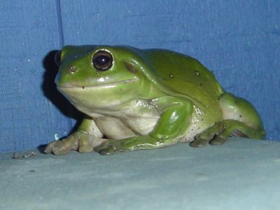 Green Frog