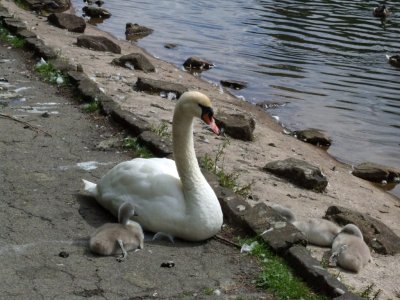 Swan .jpg