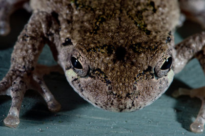 Gray Tree Frog