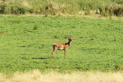 Deer