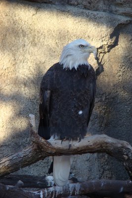 Eagle at the Lincoln Park Zoo