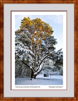 Sunlit Canopy Clumber Park edits web framed 9232.jpg