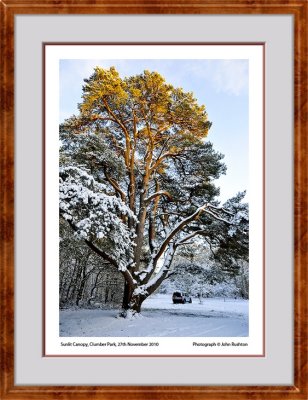 Sunlit Canopy Clumber Park edits web framed 9232.jpg