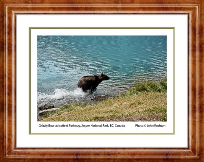 Jasper-Icefield-Parkway-Grizzly-Bear-1-10-inch-webtitled framed-4636.jpg