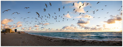 Birds_Panorama.jpg