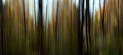SI Peternewman autum woods.jpg