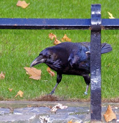 Londow Tower - Raven Authority