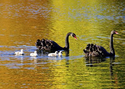 St James Park - Black Swan family