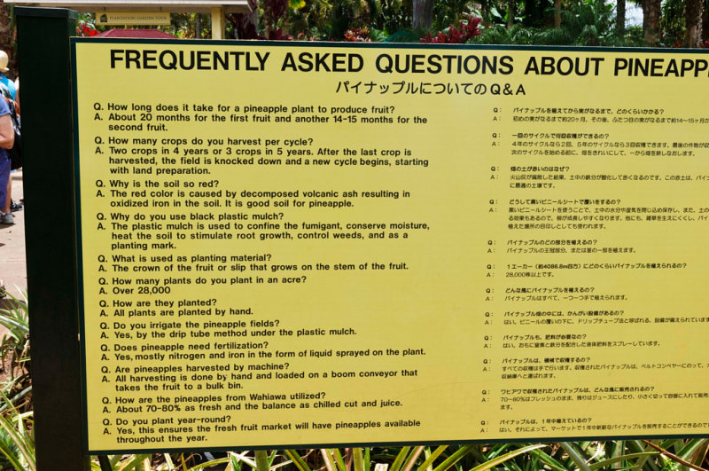 Pineapple growing information