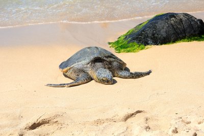 Green Sea Turtle- Laniakea(Oahu)