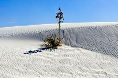 Soaptree Yucca