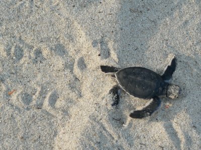 Baby sea turtle just hatched