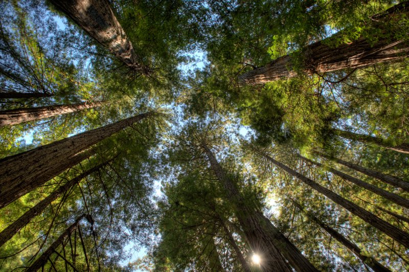 Redwoods