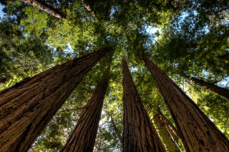 Redwoods