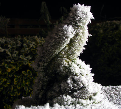 Frozen garden in Nairn