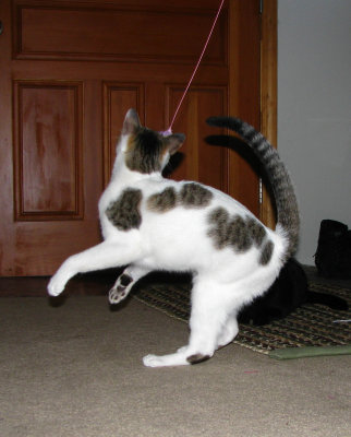 newcats