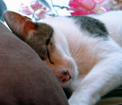 More Cats!