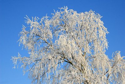 liereman-2009-01-09_090.jpg