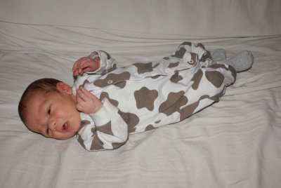 cow camouflage