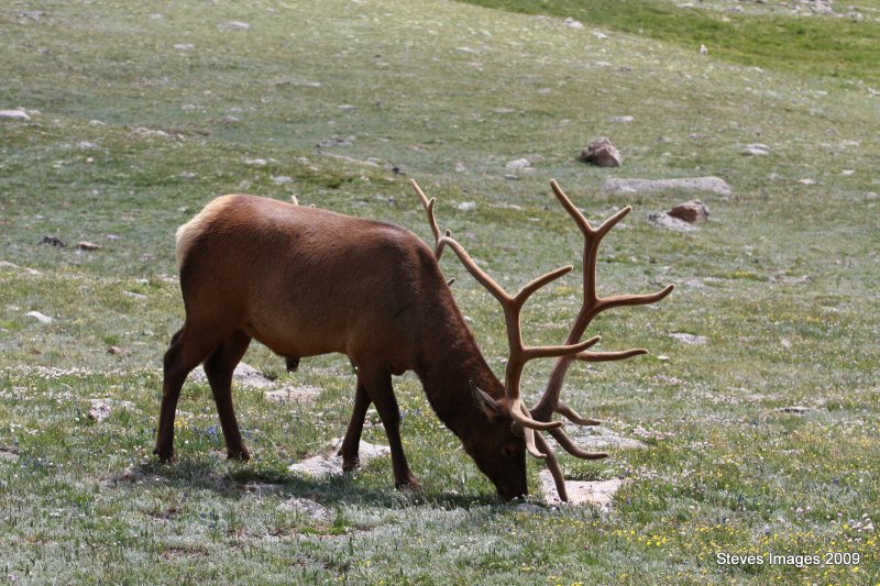 RMNP114.JPG