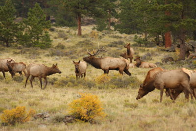 RMNP85.JPG