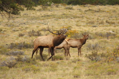 RMNP97.JPG